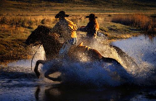 狂野照片,捕捉自然之美