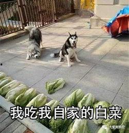 娱乐吃瓜酱柯基,柯基萌宠“娱乐吃瓜酱”的趣味生活大盘点